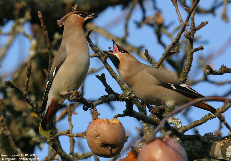 Nature/Birds/J-O/jaseur_boreal _IMG_1207.jpg